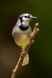 Blue Jay, Chesapeake, OH