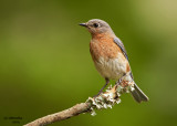 Eastern Bluebird. Chesapeake, OH