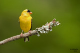 American Goldfinch. Chesapeake, OH