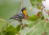 Yellow-throated Warbler. Chesapeake, OH