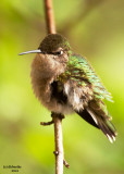 Ruby-throated Hummingbird. Saukville, WI