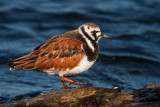 Ruddy Turnstone. Manitowoc. WI