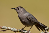 Gray Catbird. Saukville, WI