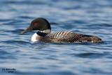 Common Loon. Northern Wisconsin