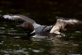 Common Loon. Sylvania Wilderness Area. N. Michigan