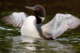 Common Loon. Sylvania Wilderness Area. N. Michigan