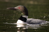 Common Loon. Sylvania Wilderness Area. N. Michigan