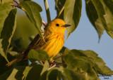 Yellow Warbler. Horicon Marsh. WI