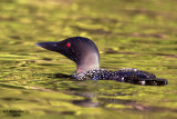 Common Loon. Sylvania Wilderness Area. N. Michigan