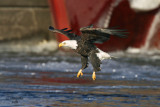 Bald Eagle. Mississippi River, Wisconsin