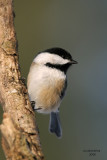 Black-capped Chickadee. Grant Park, Milwaukee