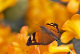 Doleschalia bisaltide - Autumn Leaf Butterfly