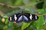 Bolina - Great Eggfly - Hypolimnas bolina