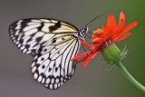 Leucon - Rice Paper Butterfly - Idea leucone