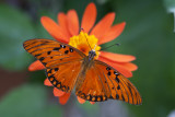 Agraulis vanillae - Gulf Fritillary Butterfly