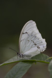Morpho blanc - Morpho polyphemus