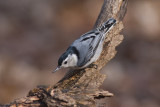 Sittelle  poitrine blanche - White-breasted Nuthatch