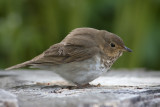 Grive solitaire - Hermit Thrush