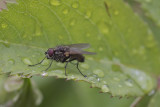 Mouche domestique - House fly