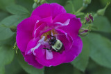 Bourdon butinant une rose