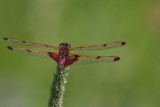 Clithme indienne (mle) - Calico pennant 