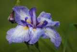 Iris japonais