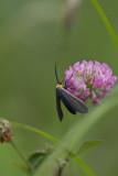 Cisseps  col orang - Yellow-collared scape moth