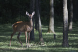 Cerf de Virginie - White-tailed Deer