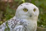 Harfang des neiges / Snowy Owl (Bubo scandiacus)
