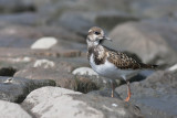 Tournepierre  collier (plumage dhiver) / Ruddy Turnstone (Arenaria interpres) 