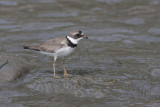 Pluvier semipalm / Semipalmated Plover (Charadrius semipalmatus)