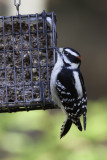 Pic mineur - Downy Woodpecker (Picoides pubescens)