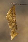 Htre  grandes feuilles - American beech - Fagus grandifolia