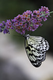 Leucon - Rice Paper Butterfly (Idea leucone)