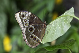 Morpho bleu / Blue Morpho (Morpho helenor)