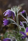 Pulsatille commune / Pasque Flower (Pulsatilla vulgaris)