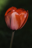Tulipe / Tulip (Tulipa)