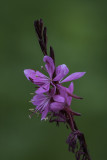 Gaura de Lindheimer / Wand Flower (Gaura lindheimeri)