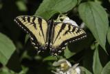 Papillon tigr du Canada / Canadian tiger swallowtail (Papilio canadensis) 