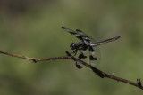 Libellule gracieuse / Twelve-spotted skimmer male (Libellula pulchella)