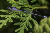 Agrion dAnna / River Bluet (Enallagma anna)