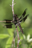 Libellule lydienne / Common Skimmer male immature (Libellula lydia)