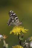 Belle dame / Painted Lady (Vanessa cardui)