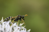 Gupe poliste / European Paper Wasp (Polistes dominula)
