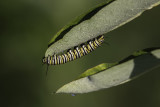 Monarque / Monarch butterfly (Danaus plexippus) - Chenille / Caterpillar