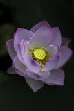 Lotus dOrient / Lotus Flower (Nelumbo nucifera)