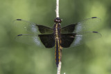 Libellule mlancolique / Widow skimmer immature male (Libellula luctuosa)