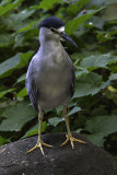 Bihoreau gris / Black-crowned Night-Heron (Nycticorax nycticorax)