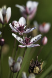 Butome  ombelle / Flowering Rush (Butomus umbellatus)