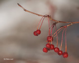 Petits fruits